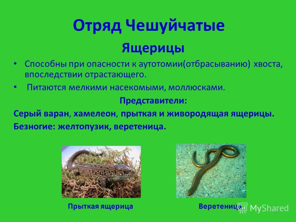 Представители чешуйчатых рептилий
