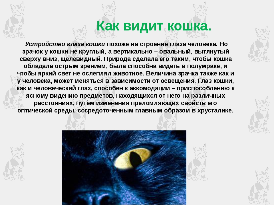 Кошки воспринимают людей как больших кошек. Как видят кошки. Зрение кошек в темноте. Зрение кошки ночью. Зрение глазами кошки.