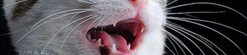 Почему стерилизованная кошка орет — что делать