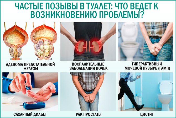 Частое мочеиспускание у собаки