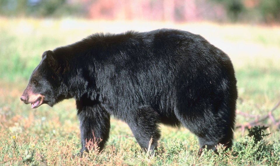 Виды медведей. фото, описание. - удивительный мир животных