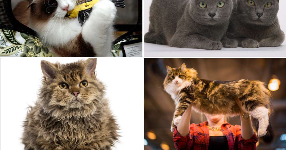 Длинношерстные породы кошек с фотографиями и названиями