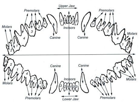 Сколько зубов у собаки: схема и размеры клыков