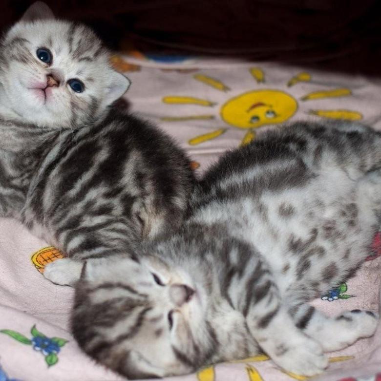 Имя для шотландского вислоухого кота: красивые и популярные клички, которыми можно назвать котенка-мальчика шотландской вислоухой породы