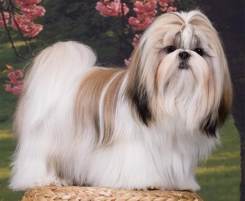 Ши-тцу – собака «хризантема». содержание и уход