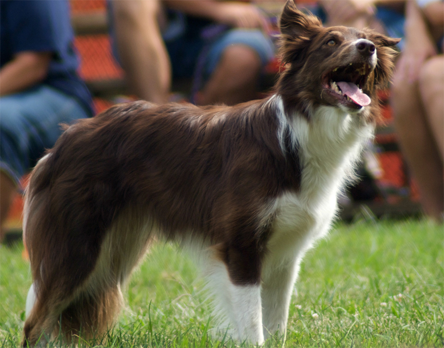 Какая самая дорогая собака в мире? топ-10 пород, цены на которые начинаются от нескольких тысяч долларов.
