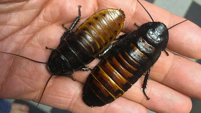 Мадагаскарские тараканы шипящие: содержание, фото