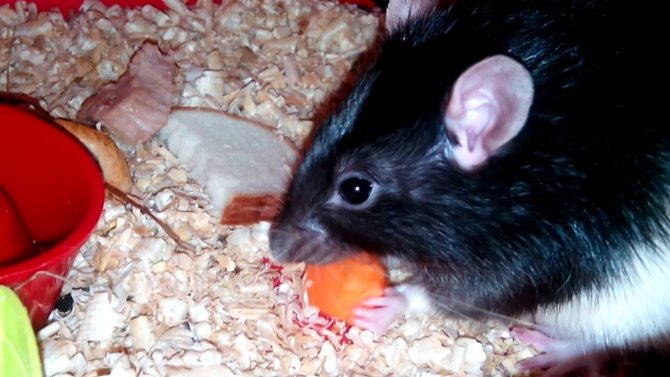 Чем кормить декоративную крысу в домашних условиях