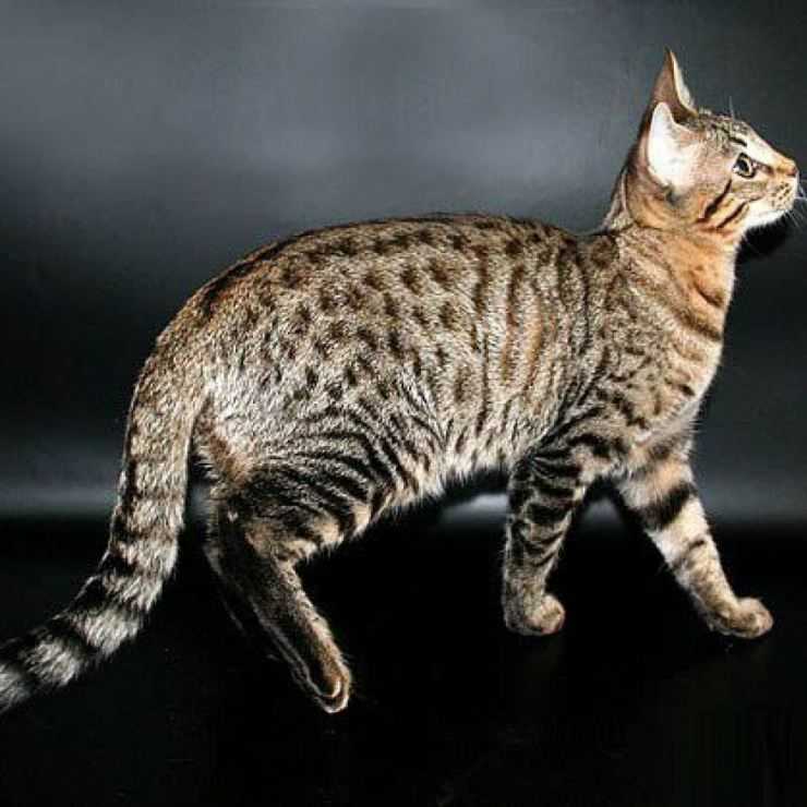 Пиксибоб (кошка): описание породы, характер, отзывы с фото