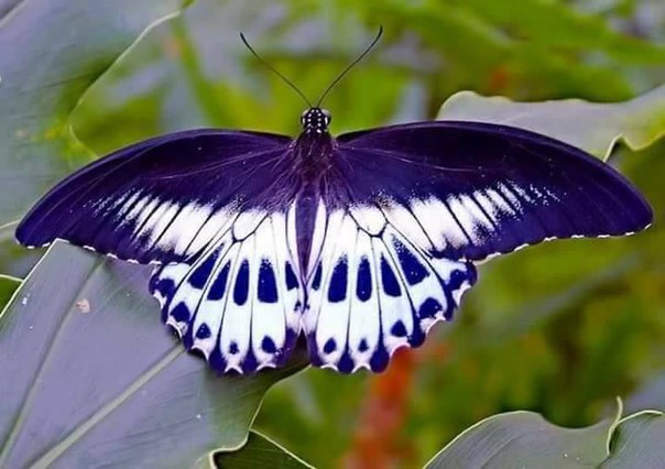 Какие бывают бабочки в мире: фото и названия