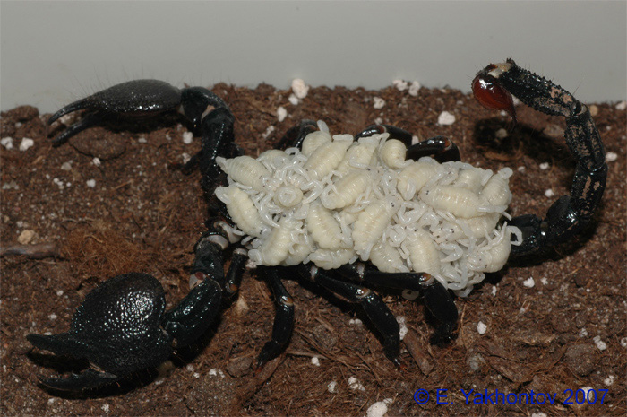 Скорпион животное. описание, особенности, виды, образ жизни и среда обитания скорпиона