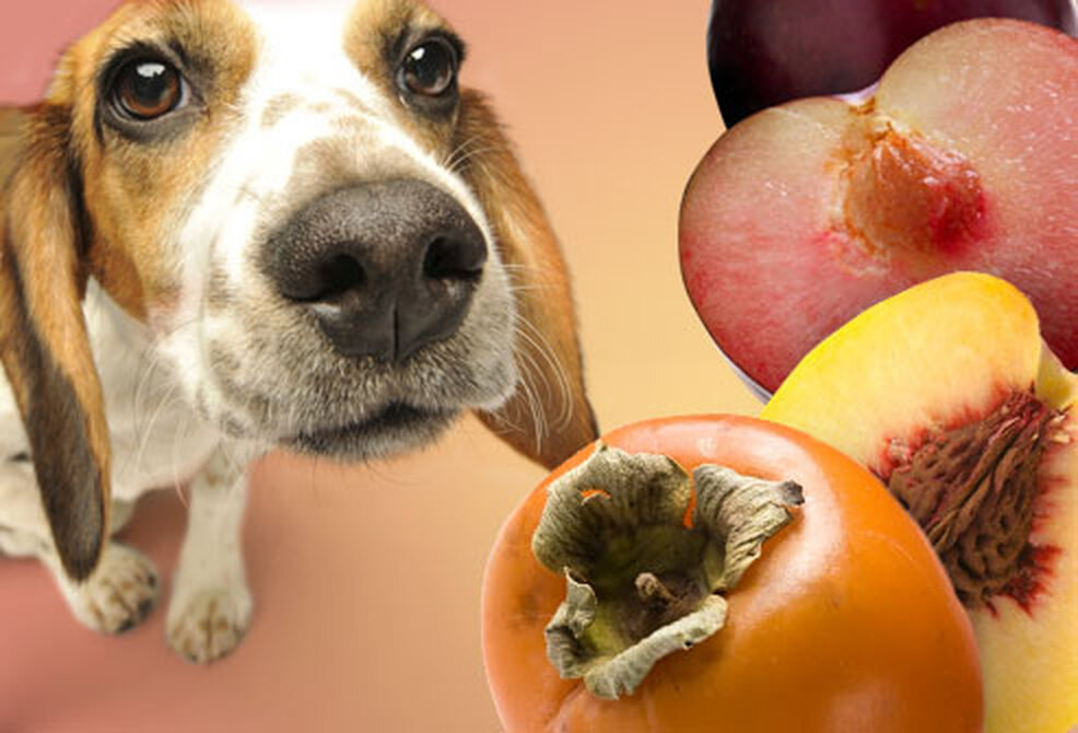 Почему взрослых собак, щенков нельзя кормить виноградом: в чем опасность