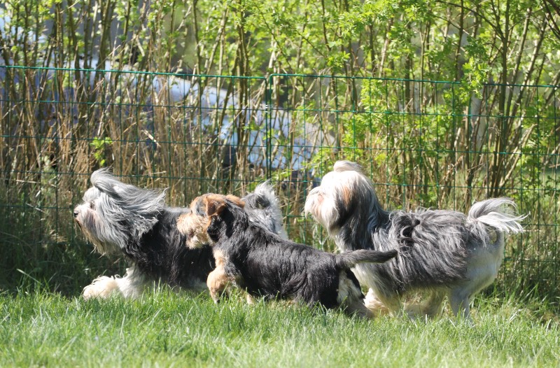 Лундехунд - стандарт породы, как содержать и ухаживать за норвежской собакой, выбор щенков и дрессировка, цены, фото и отзывы