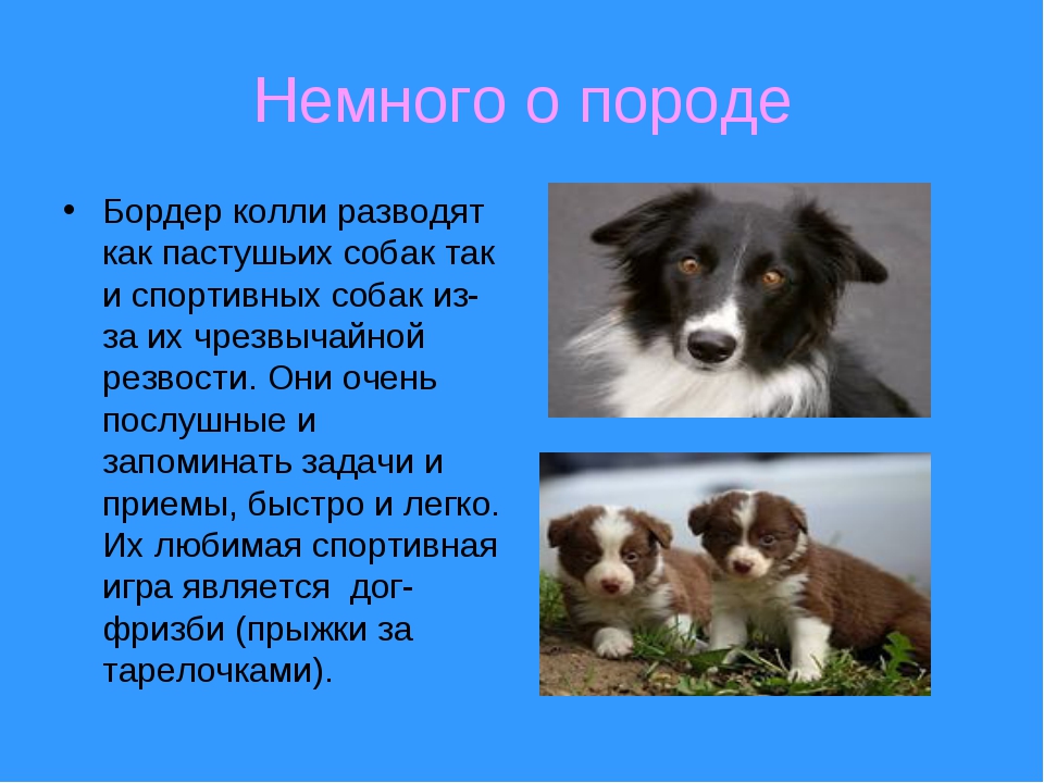 Минусы породы бордер. Порода собак бордер-колли описание. Порода бордер-колли содержание собаки. Бордер колли собака характеристика породы. Факты о бордер колли собак.