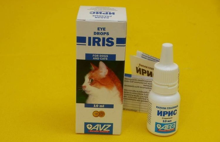 Глазные капли для кошек ирис: описание, инструкция по применению, показания и противопоказания, аналоги, отзывы