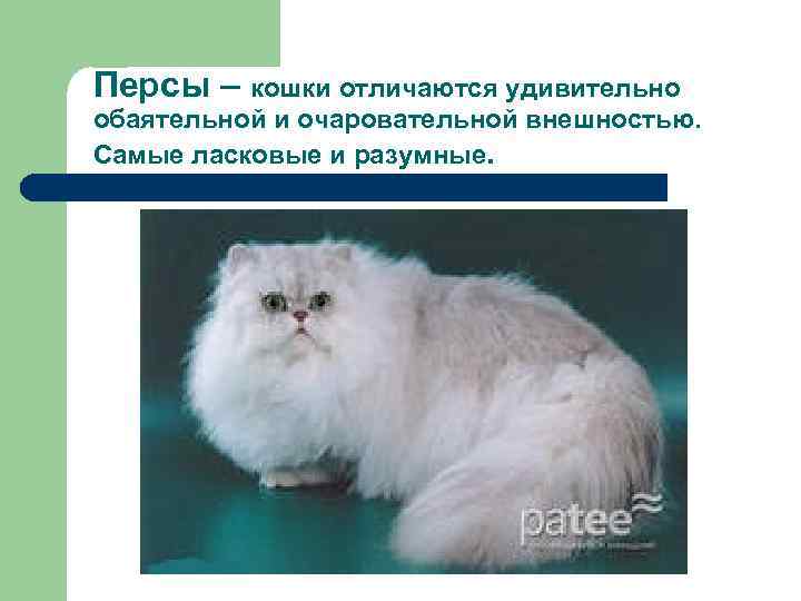 Персидская кошка: описание и уход за древнейшей породой