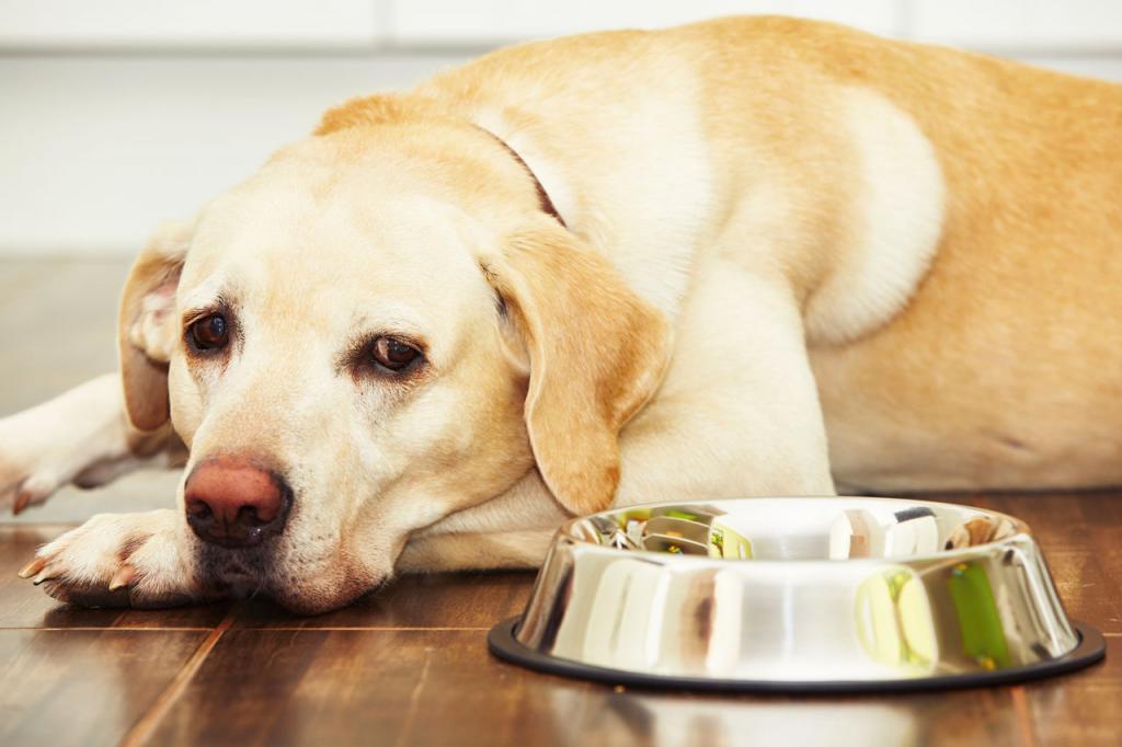 Почему собака плохо ест и вялая, как помочь животному?