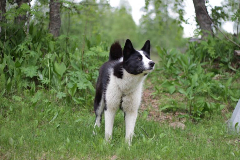 Карельская медвежья собака - 125 фото и видео описание особенностей ухода за породой