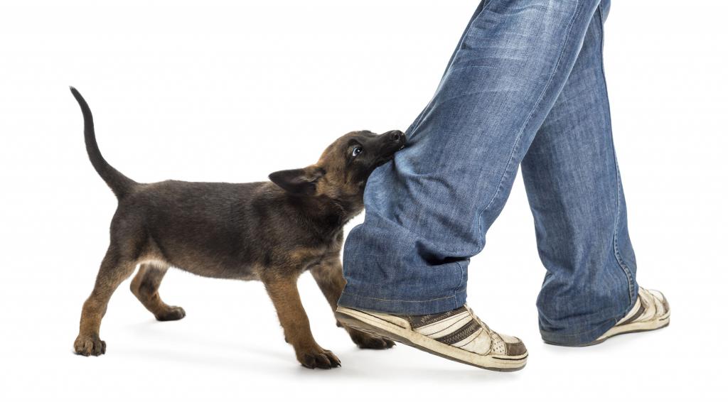 Как правильно наказывать собаку: виды наказания