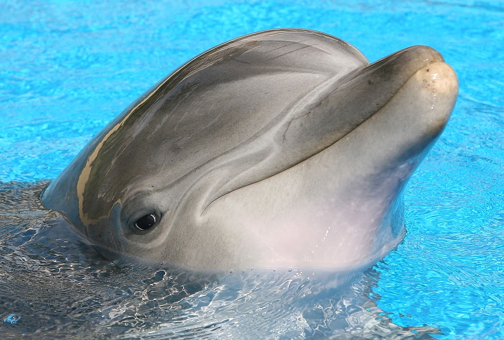 Дельфин животное — все животные