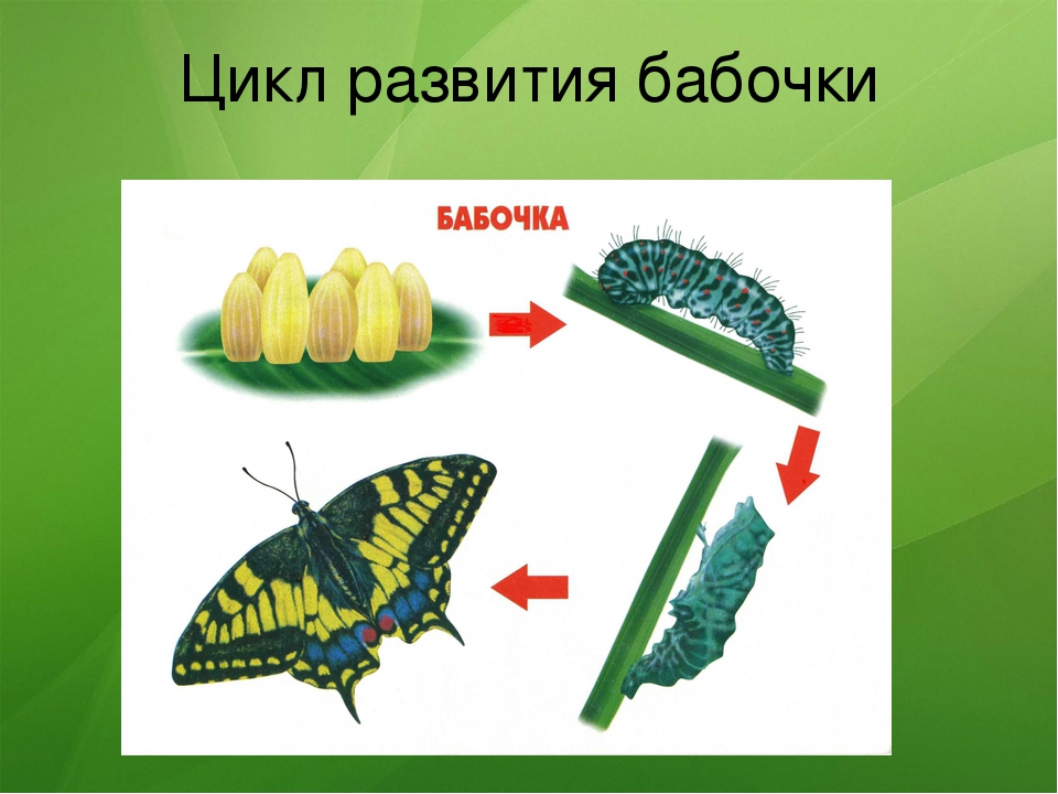 Развитие бабочки схема. Модель цикл развития бабочки. Цикл развития насекомых бабочки. Цикл развития бабочки схема. Этапы развития насекомых 3 класс.