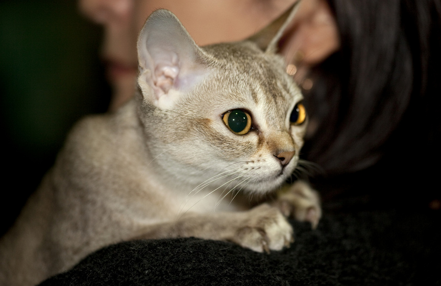 Самые популярные породы кошек в россии и в мире за 2020 год