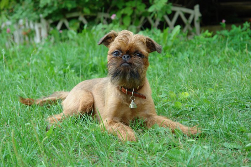 Собака гриффон (99 фото): описание пород. как выглядят щенки мини-собак? сколько живут карликовые и другие гриффоны?