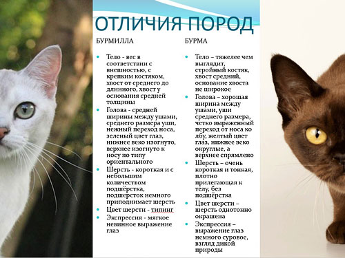 Балийская - порода кошек - информация и особенностях | хиллс