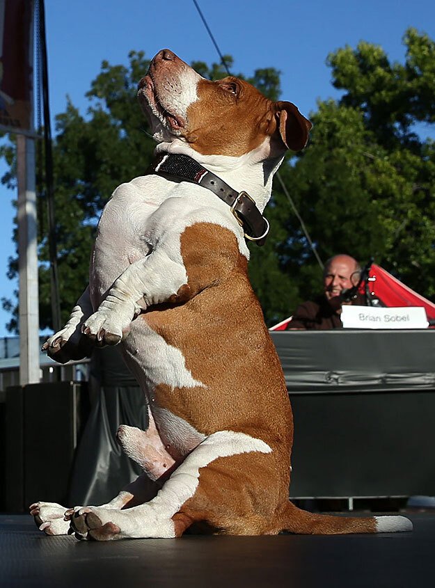 33 фото самых нелепых моментов из жизни собак :: инфониак