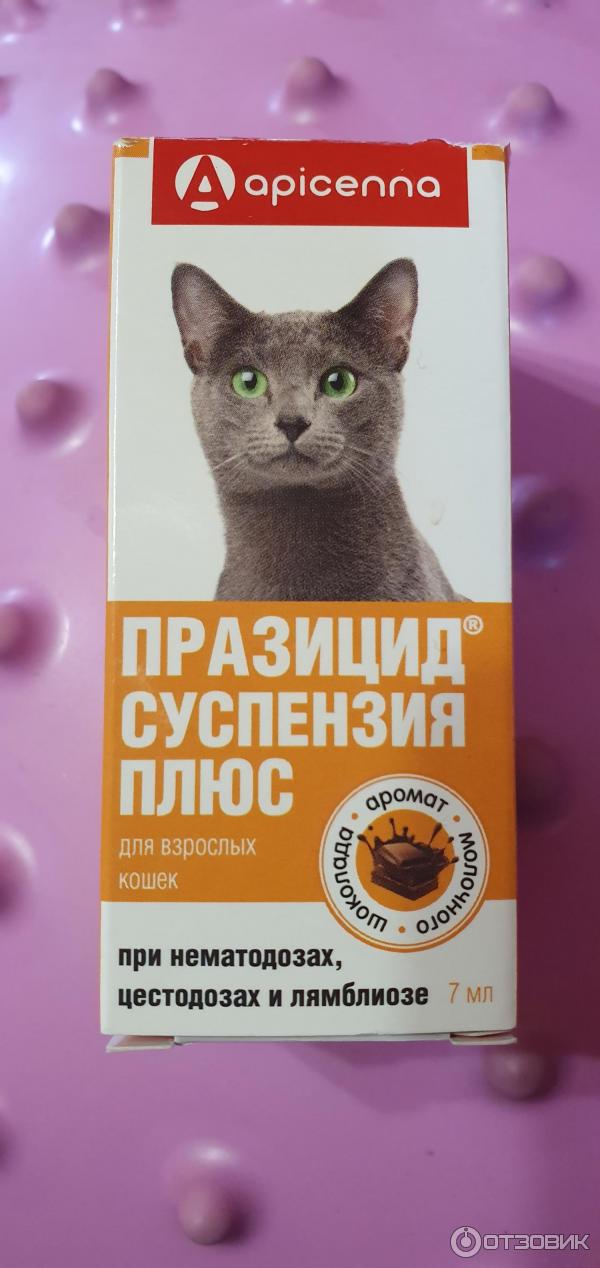 Как дать кошке таблетку от глистов: способы, меры предосторожности