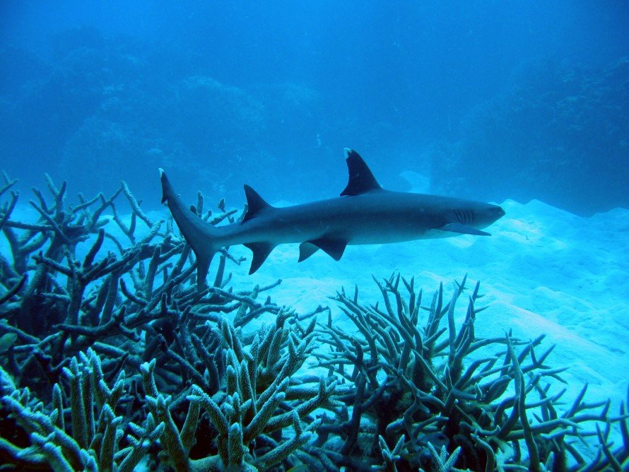 Виды акул. описание, названия и особенности видов акул