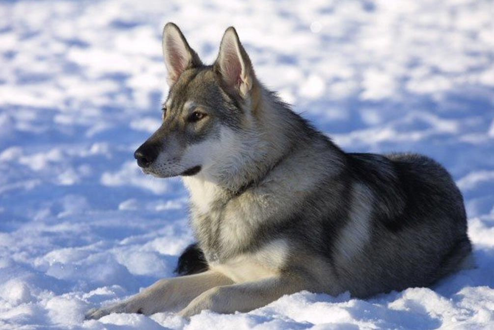 Северная инуитская собака — история и описание породы