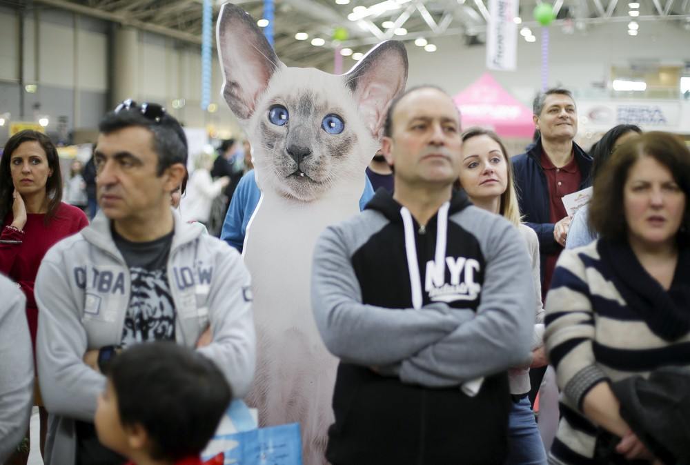 Расписание выставок кошек галереи мир кошек