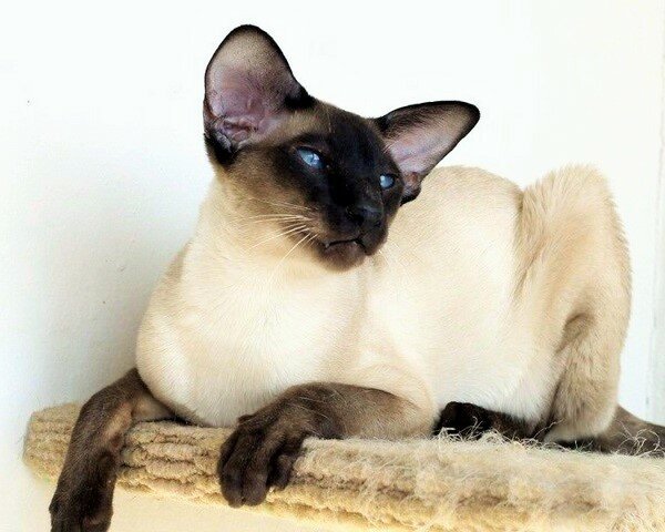 Тайская кошка: описание породы, фото и видео материалы, отзывы о породе