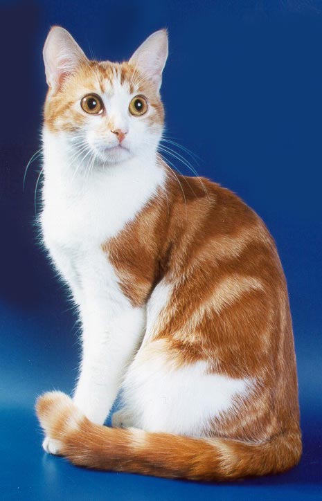 Самые редкие породы кошек и котов