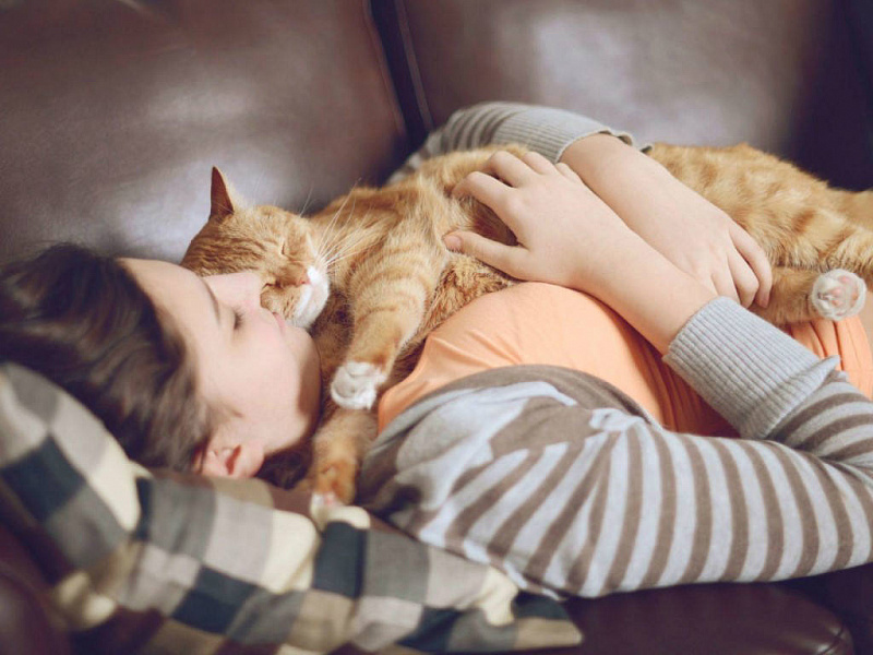 Кошка спит с хозяином на его постели: можно или нельзя