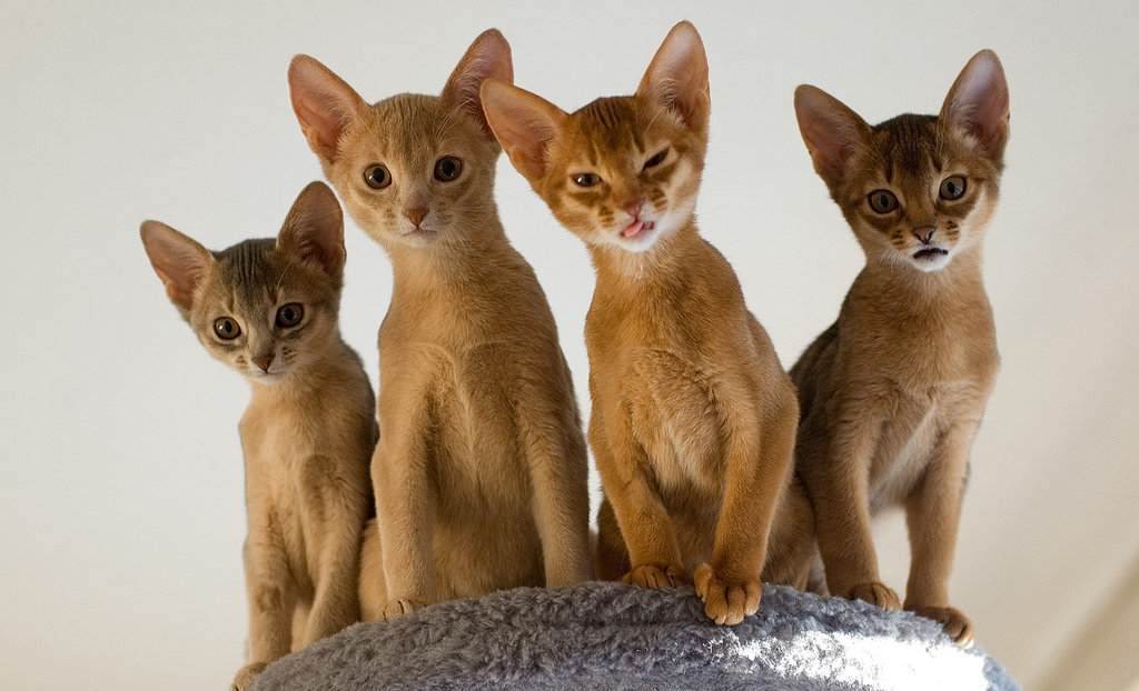 Абиссинская кошка фото характер и описание породы