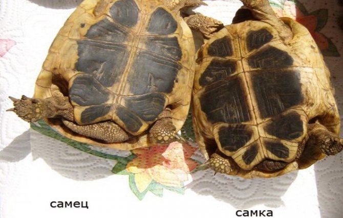 Как определить пол красноухой черепахи, 10 отличий самца от самки