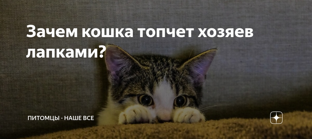 Почему кошки топчут нас лапками и ещё удивительные факты из жизни кошек — pet-mir.ru