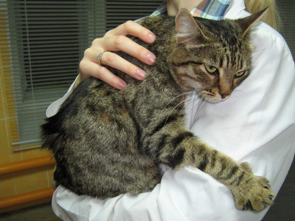 Колит у кошек: причины, симптомы и лечение