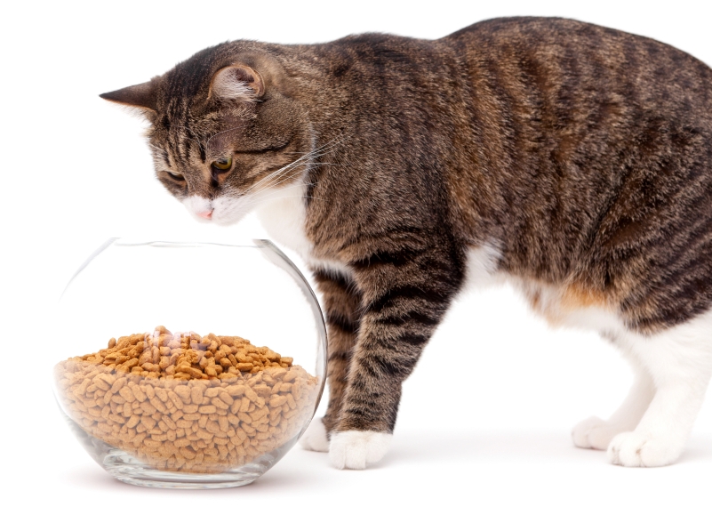 Как помочь кошке похудеть: диета и особенности кормления
