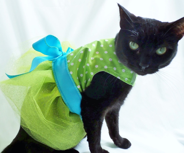 Выкройки одежды для кошек своими руками: лучшие идеи | sugarblog
