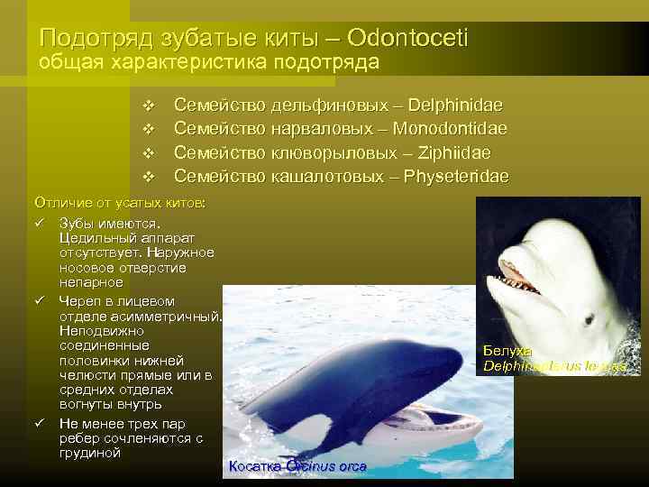 Разнообразие китов. синий кит – самый крупный представитель ¦ magnitico.com