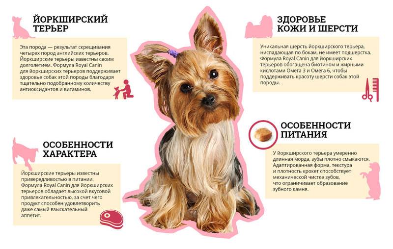 Мопсы характеристика породы: все о собаке, характер, особенности ухода и содержания