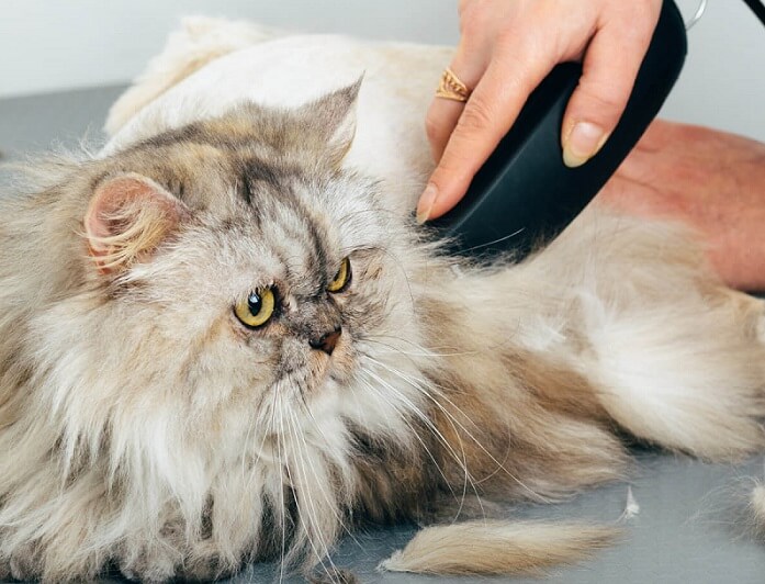 Машинка для стрижки кошек: с густой шерстью в домашних условиях и не только, а также какие из них лучше и какова цена, как выбрать и не ошибиться