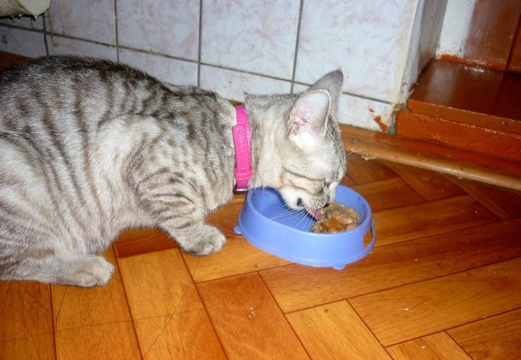 Почему кошка не ест корм | hill's pet