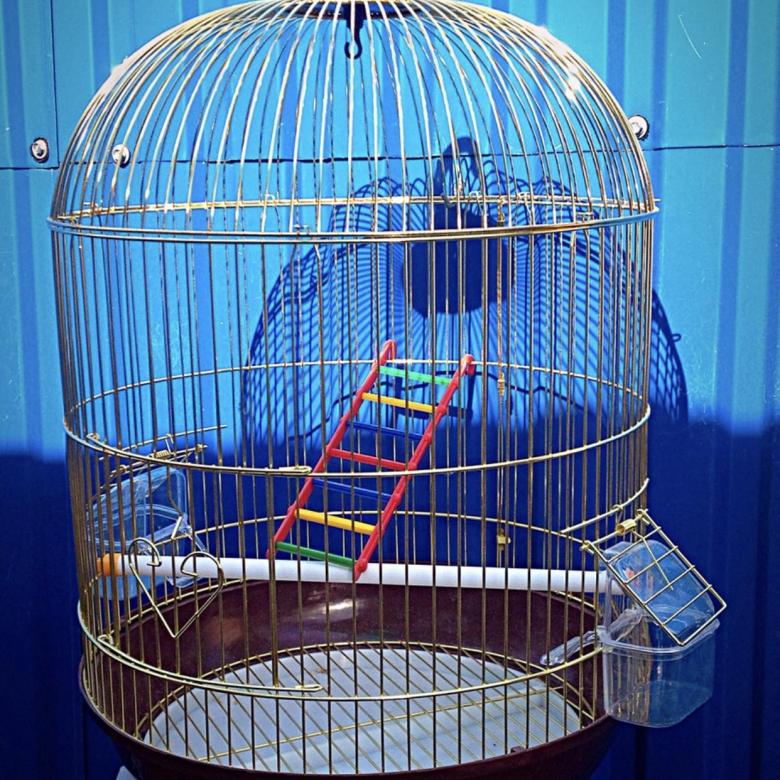 Как обустроить клетку для попугая - что должно быть?