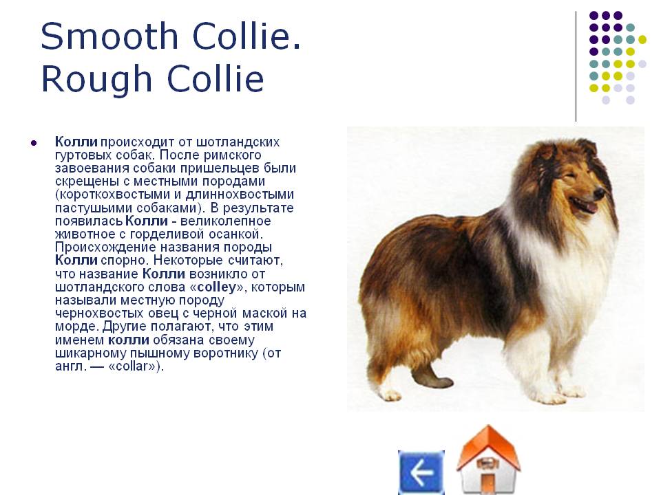 Собака колли или шотландская овчарка фото, описание породы, цена щенка