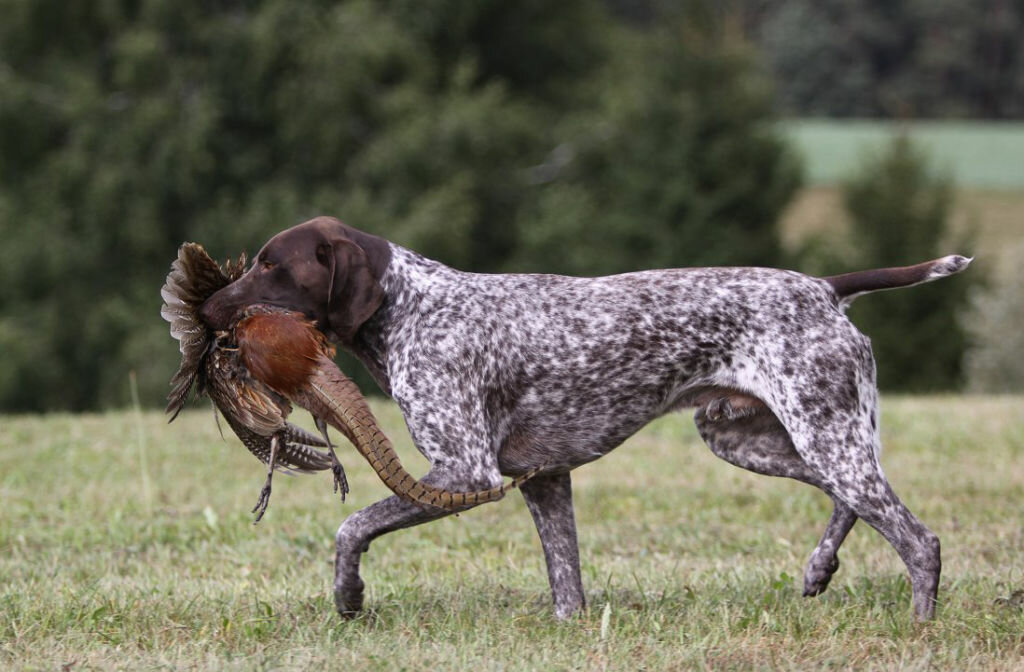 14 лучших пород собак для различных видов охоты