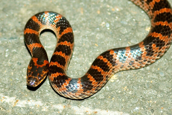 Полоз: фото полоза и описание змеи. виды полозов с фотографиями